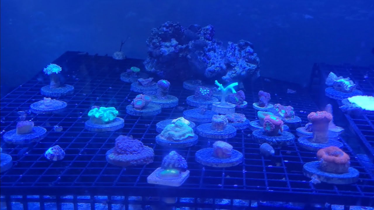 "Reef Scapes" Aquarium 🐠🪸 Pensacola, Florida YouTube