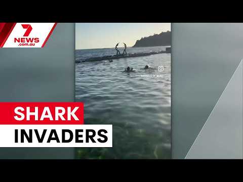 Divers rescue trapped sharks from Manly pool | 7NEWS