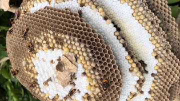 Bắt 2 tổ ong chân vàng vào cuối buổi chiều chập tối #nhịp sống rừng núi