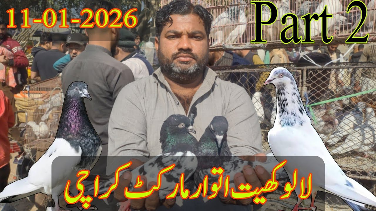 Lalukhet Sunday Market Karachi | 11-01-2026 Latest Update  | Lalukhet Bird Market 2026 Latest Update