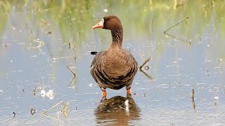 1101019 The greater white-fronted goose foraging at Illan farmland.