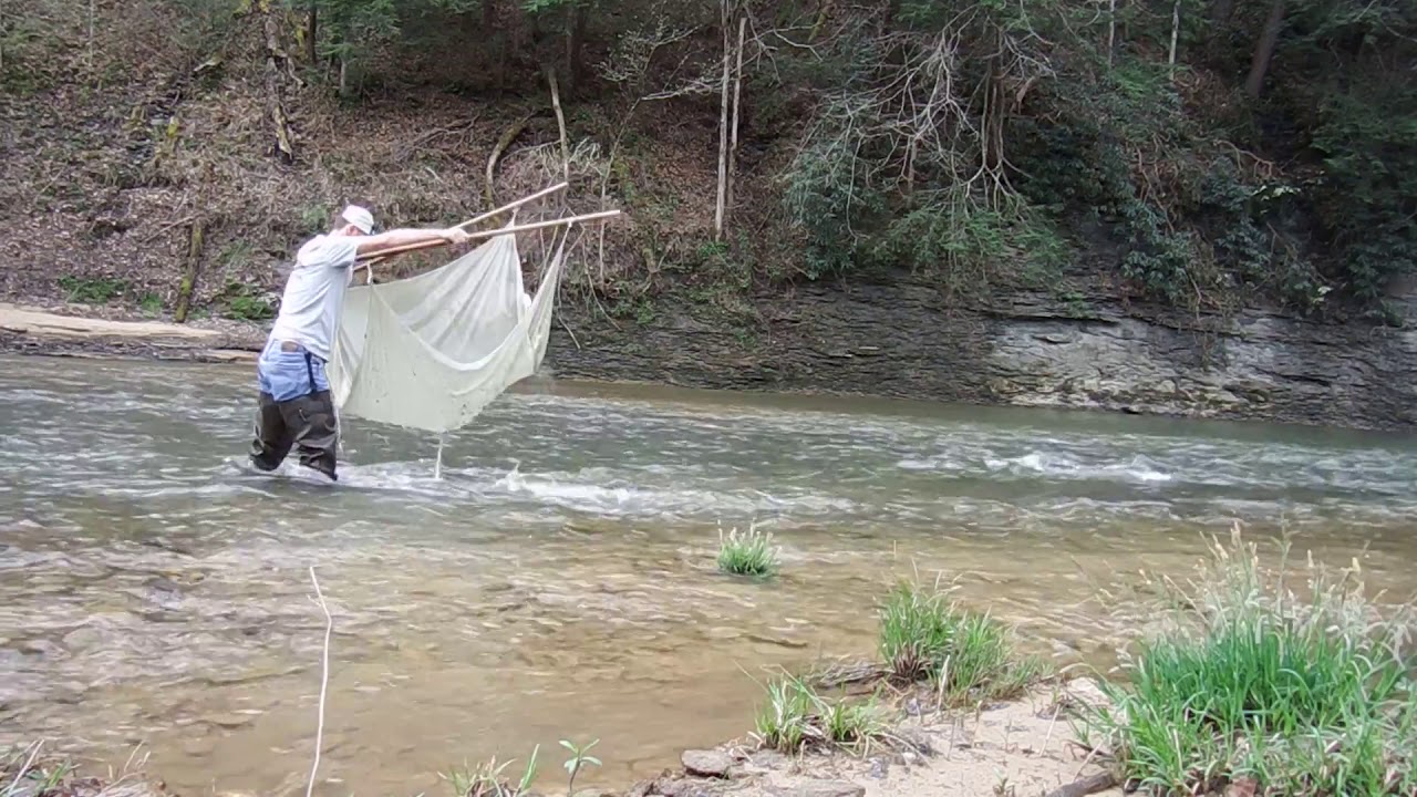 Seining Native Fish for Aquarium, PT. 1 - YouTube