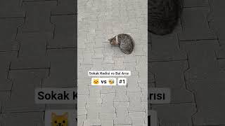 #cat#kedi #kediler #kedivideoları #kediseverler #sokakkedisi #balarısı #rekabet #rekabetçi