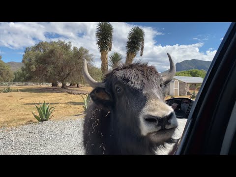 TuzooFari - Epazoyucan, Hidalgo