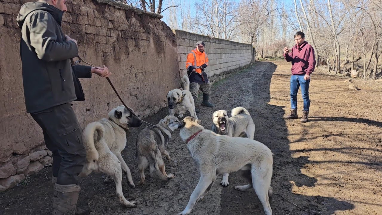 KÖPEKLER ALFAYI SIKIŞTIRINCA GÜMÜŞ DEVREYE GİRİP HEPSİNİ DAĞITTI 