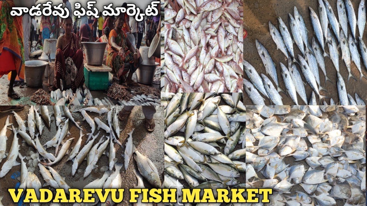 VADAREVU FISH MARKET IN TELUGU #fish #marketing