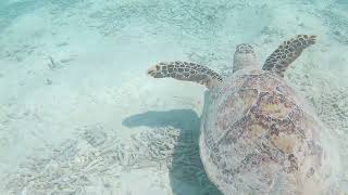 Green Turtle