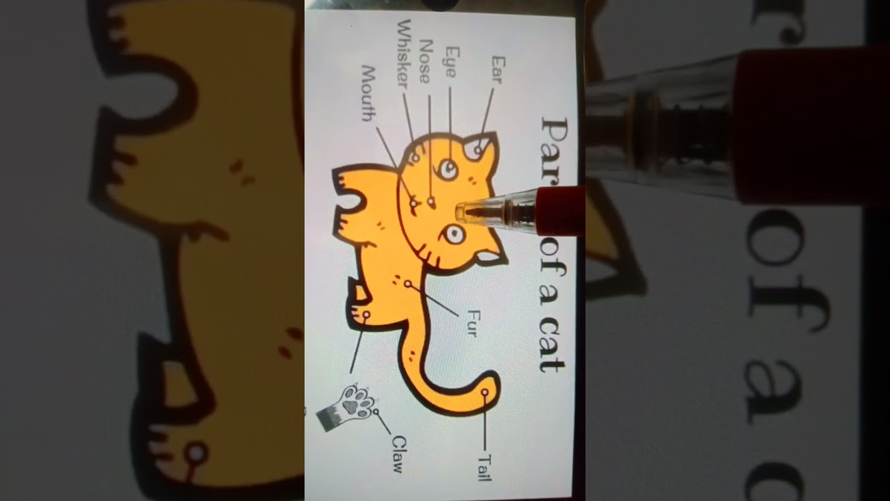 parts of a cat 🐈😺🐈  Knowledge 