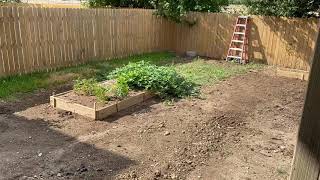 Mittleider Garden Update - Fathers Day 2020