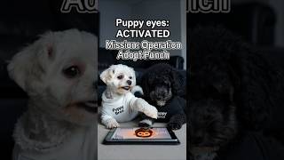 Mission Adopt Punch Part 2  🐒 #puppybros #funnyanimals #pets #funnydogs #dogcomedy #punch #fyp