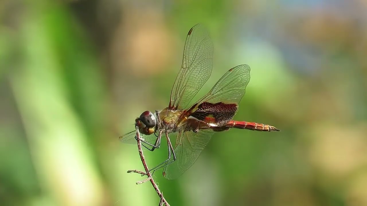 Red Saddlebags
