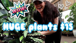 Plant Shopping At Pikes Nursery - HUGE sale plants for $15!
#houseplants #shopwithme #plantshopping
Hey guys, Today Im going houseplant shopping at Pike nurseries πΏ I hope you enjoy this video! Thank you so much for watching! π
If you like this episode, then be sure to like and SUBSCRIBE to this channel also hit that little bell π You are the best! π
Instagram: https://www.instagram.com/peanutsplants/
For Business Inquires: PeanutsPlants@gmail.com
My Etsy Shop: https://www.etsy.com/shop/PeanutsPlants?ref=seller-platform-mcnav Plant Shopping At Pikes Nursery - HUGE sale plants for $15!