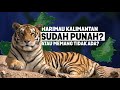 Harimau Kalimantan Punah atau Tidak Ada❓ Ternyata Ini Alasan di Kalimantan Tidak ada Harimau