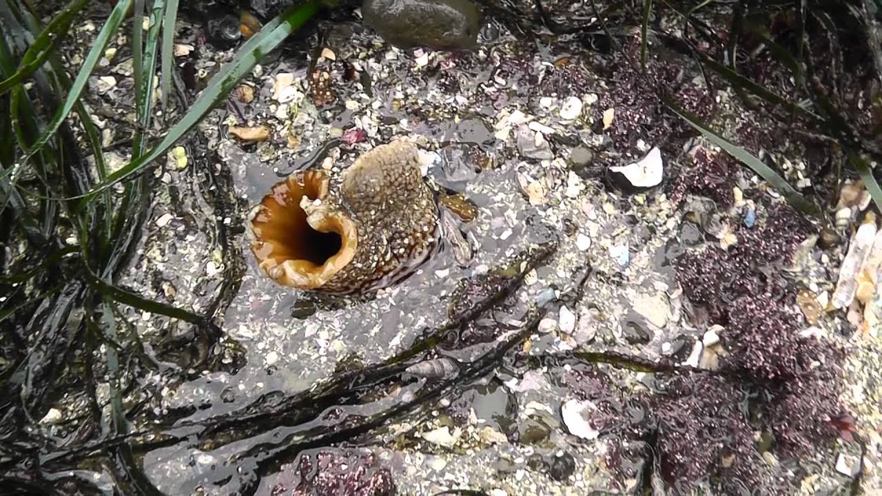 A Clam Squirting Water