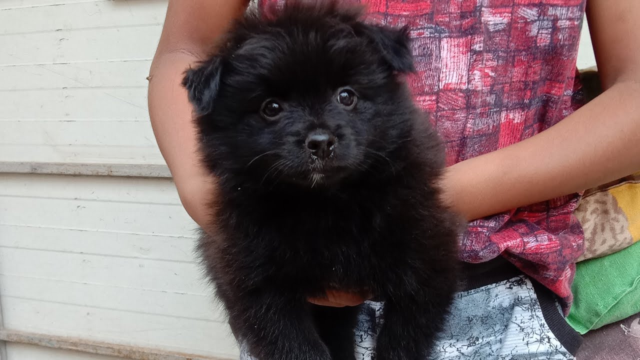 Culture pom female available YouTube