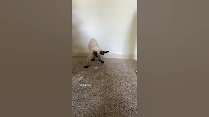 Watch the video about Cute kitten playing #cat #siamese #catlover