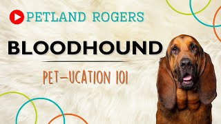 Everything you need to know about Bloodhound puppies!