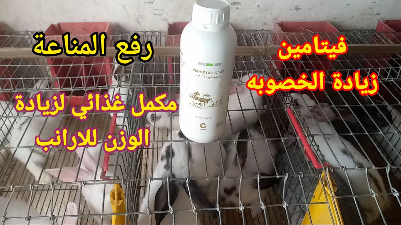 فيتامين لزيادة الخصوبه ورفع المناعة للارانب