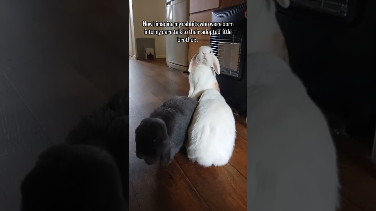 Jasper and Alice were adopted too, I just didn't know at the time that June was pregnant with them🤭