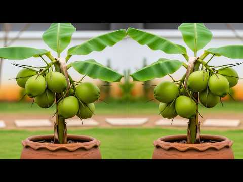 🔴 LIVE    🌱 coconut tree propagation | From Seed to Fruit at Home LIVE #livestream #live