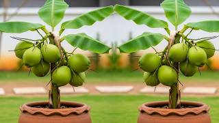 🔴 LIVE 🌱 coconut tree propagation | From Seed to Fruit at Home LIVE #livestream #live