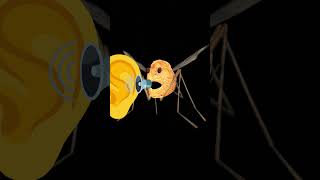 Mosquito Singing With Ear 👂 #skibiditoilet #mosquito #comedy #edit