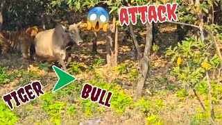 Bull Survived From Tiger Attack At Corbett Forest Uttarakhand