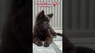 Blacky Beauty is Growing Up 🐾🔥 | Black German Shepherd Puppy Transformation 😍