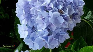 Hydrangea care Ep 5