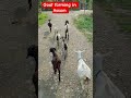 goat farming in Assam