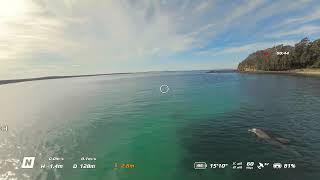 AusDrone :Currarong NSW, dolphins & sting rays