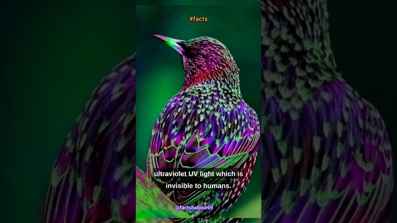 "Glowing Feathers: Birds Under UV Light" 