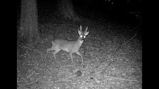 ANIMALI DEL BOSCO - Fototrappolaggio Alpi