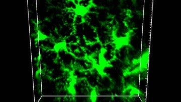 Microglia Development and Function: Supplemental Video b