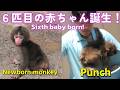 【パンチくん日記🐵】6匹目となる赤ちゃん誕生！今日もパンチは元気だが鼻の下から血が出た痕がある？市川市動植物園【2026年5月16日撮影】Monkey Punch's Diary2026/5/16
