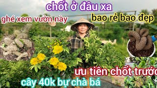 🌲10/4☎️Chi Tuyen Apricot Garden☎️Grafted apricot trees for Tet🌲Cheap alert🌲Watch this batch urgen... screenshot 1