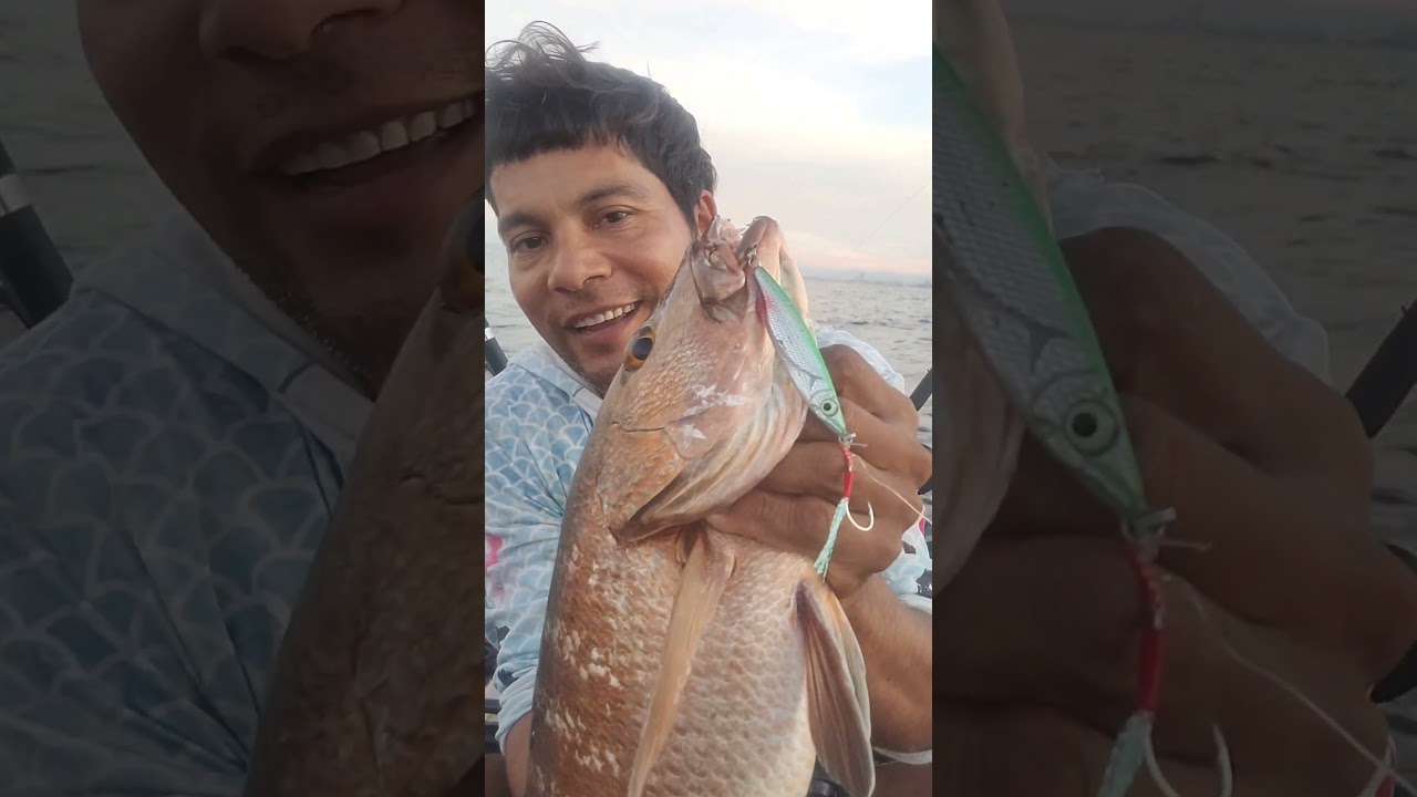 pargo cubera con jig entre las rocas 