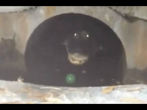 Man discovers Huge Alligator Hiding In Sewer Outside His Home