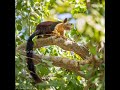 Malabar Giant Squirrel | India |