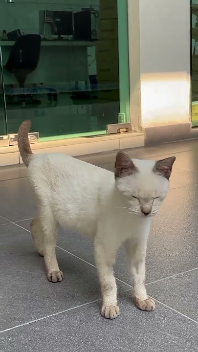 Siamese Kitten Adopted - 1 Year, Meownee (DV) from Puchong, Selangor