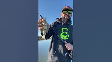 Wad3 Hoggs introduction and product description