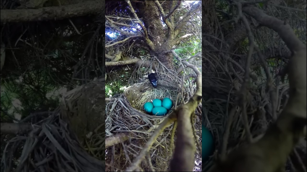 Как эти птичьи гнезда обманывают змей 🐍🥚.