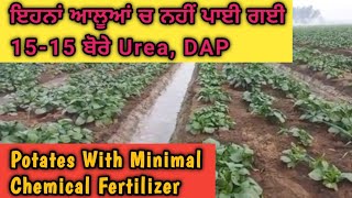 ਇਹਨਾਂ ਆਲੂਆਂ ਚ ਨਹੀਂ ਪਾਈ ਗਈ15-15 ਬੋਰੀਆਂ ਰੇਹ || Potates With Minimal Chemical Fertilizer