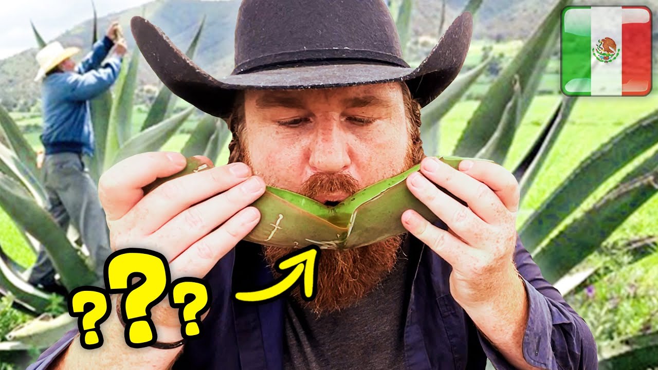 Esto SOLO EXISTE en MÉXICO 🇲🇽 8 Horas Tour de Pulque, Tacos, Barbacoa y Comida Mexicana