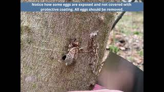 Famous Spotted Lanternfly Egg Removal in 2021 Net Worth
