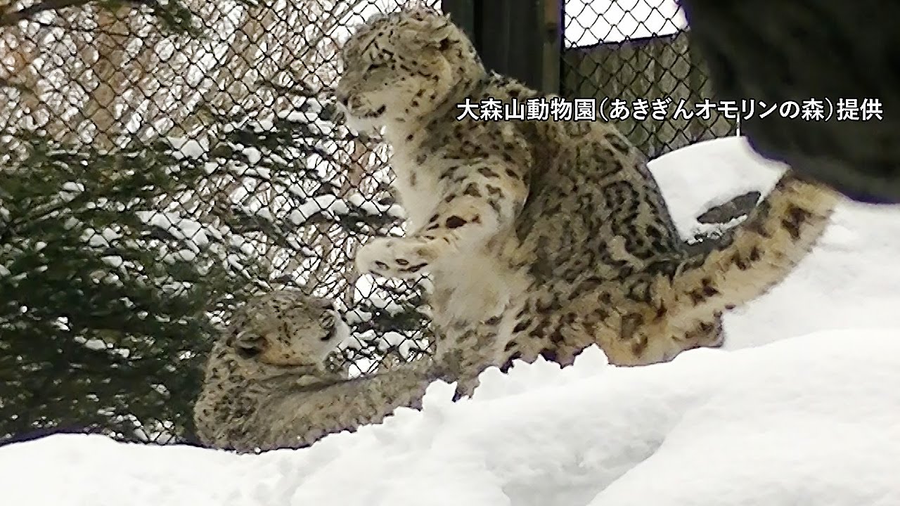 希少種・ユキヒョウの赤ちゃん誕生 動物園が伝えたい老いと死 - YouTube