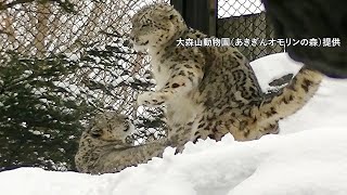 あるかりちゃん御予約❤ママ抱っこ〜❤生後２０日♡ユキヒョウベビー♡赤ちゃん♡ YouTube
