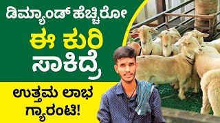 Bandur Sheep Farming in Kannada - How to Start Bandur Sheep Farming? | Shesha Krishna