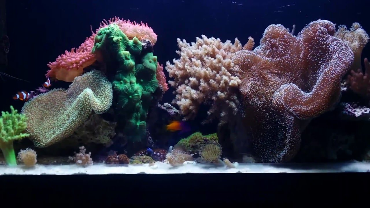 Soft coral reef tank 216L update 2 YouTube