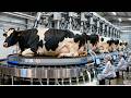 Inside White and Black Cow Milk & Leather | Full Factory Process